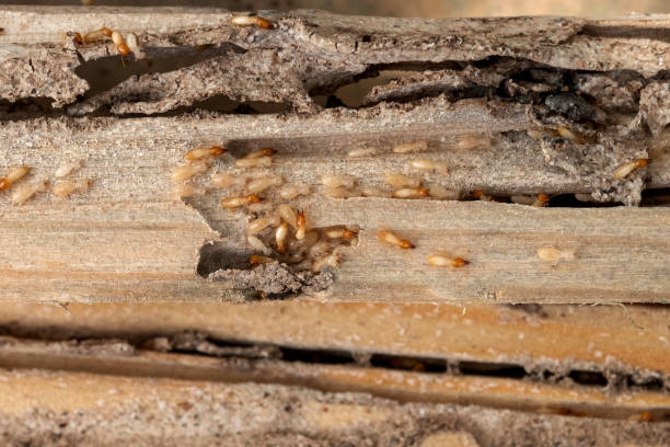Best Ant Control Services  in Darien, GA
